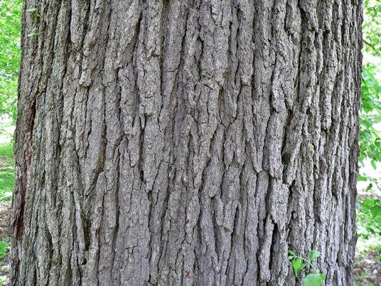 {Quercus macrocarpa}